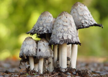 Know Where Can You Buy Magic Mushroom Chocolates Today!