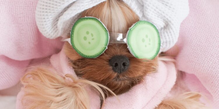 Crafting Natural Pet Grooming Products: A Guide to Safe and Eco-Friendly Choices