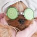 Crafting Natural Pet Grooming Products: A Guide to Safe and Eco-Friendly Choices
