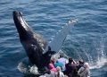 Discover the Magic of Family-Friendly Whale Watching Tours in Sydney