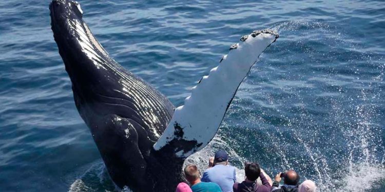 Discover the Magic of Family-Friendly Whale Watching Tours in Sydney
