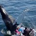 Discover the Magic of Family-Friendly Whale Watching Tours in Sydney