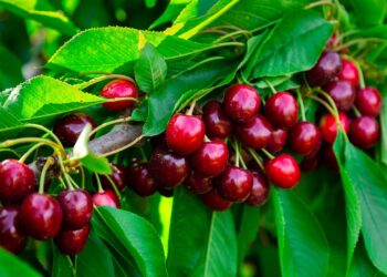 From Bare Root to First Crop: Buy Fruit Trees With Long-Term Care in Mind